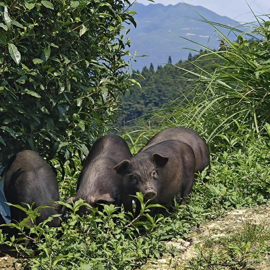 青峪黑猪生鲜超市