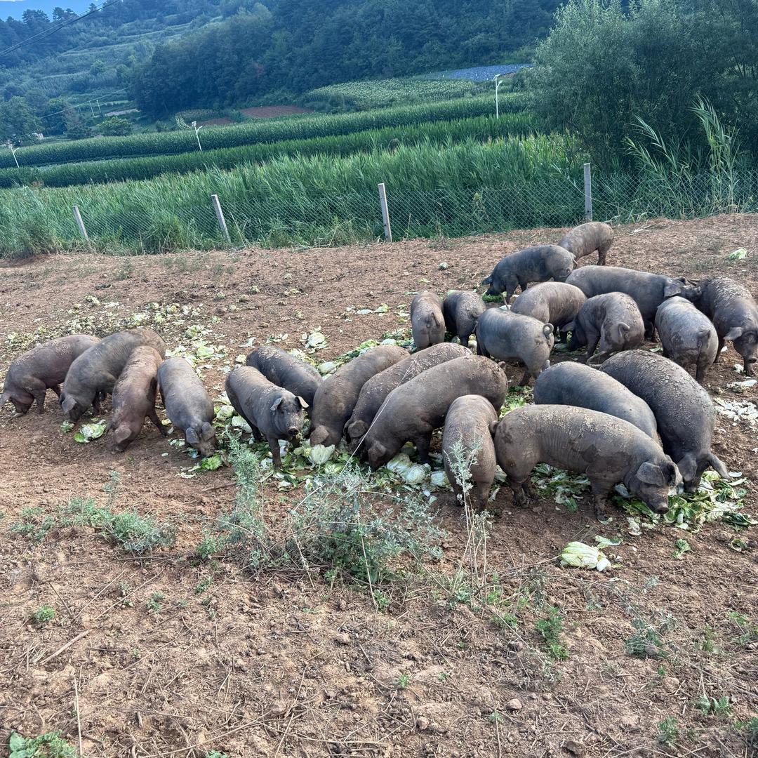养猪山里人（太白）