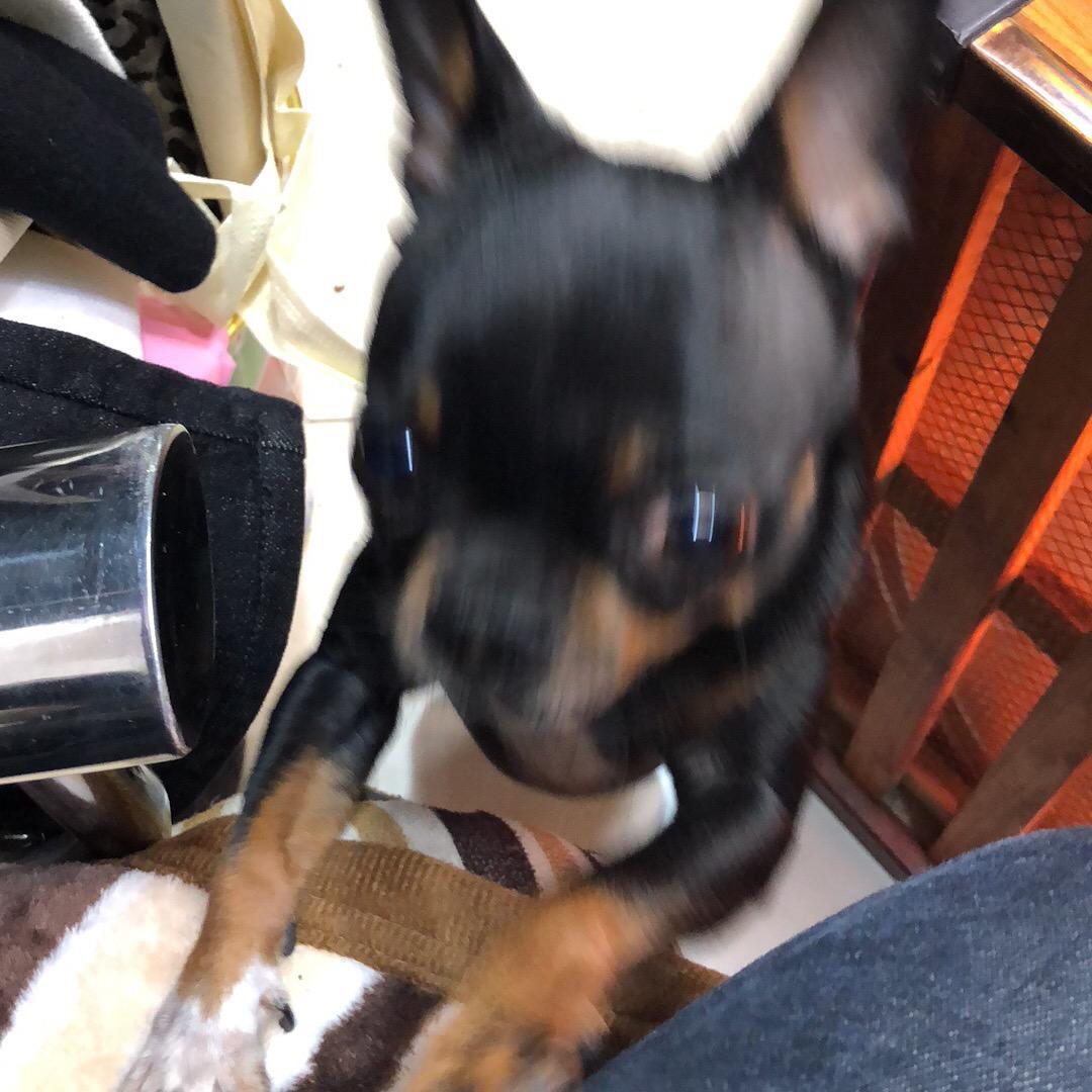 皮皮