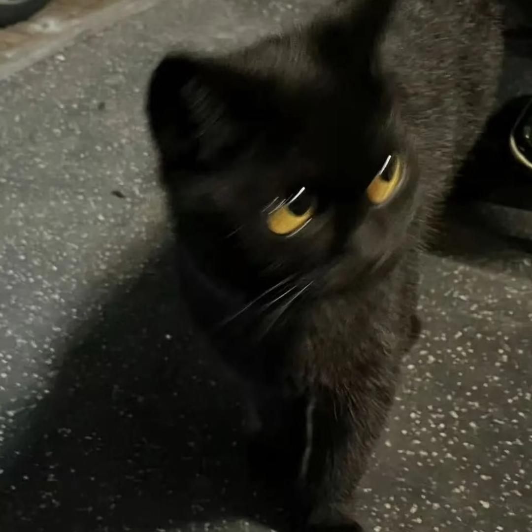 收集猫