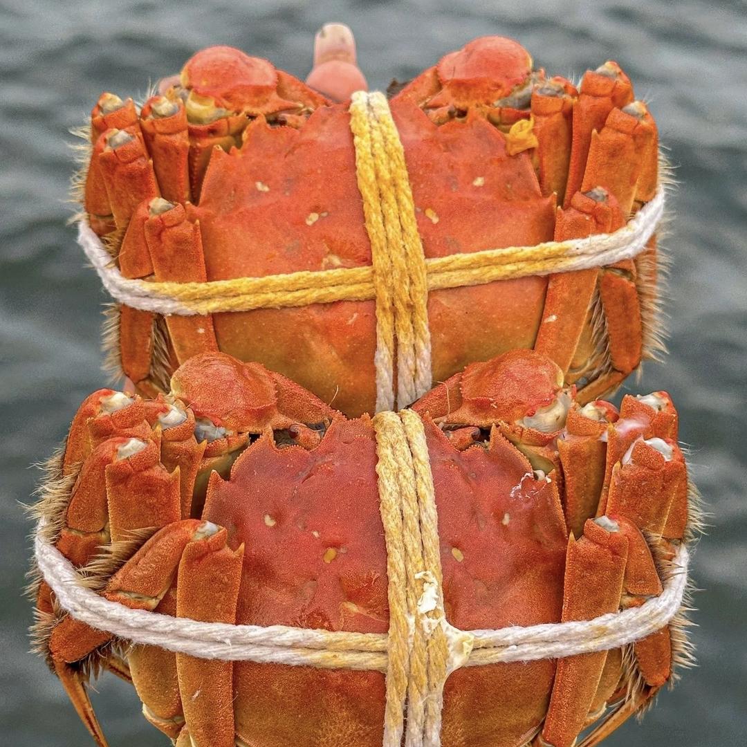 江苏大闸蟹生鲜供应链苏蟹