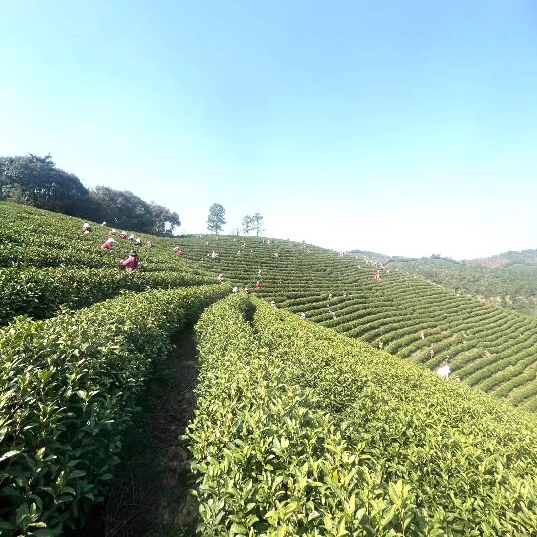 石艳茶行舍得茶庄