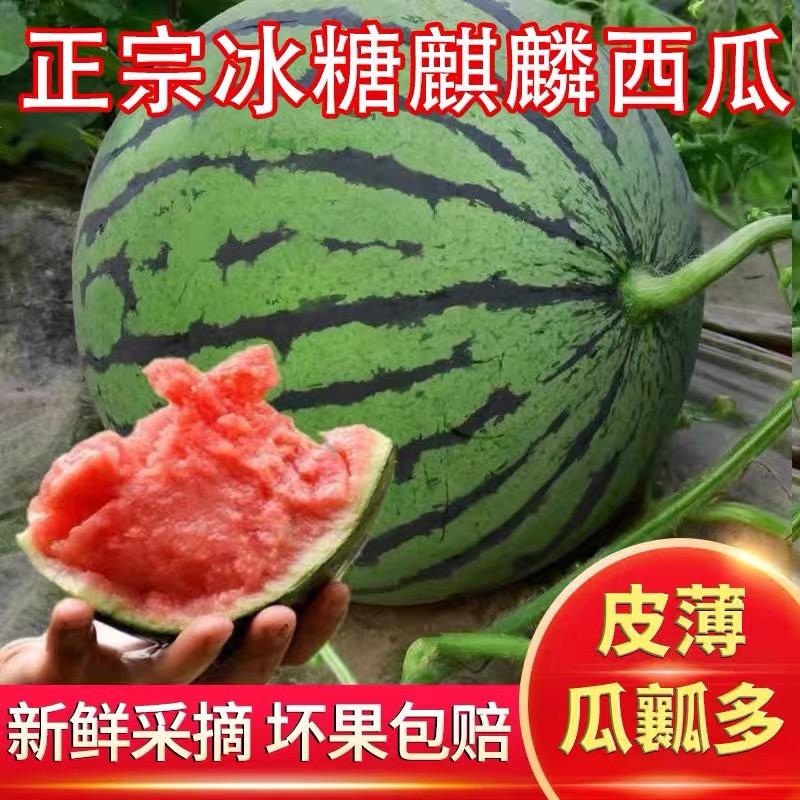 小刘 《瓜太美》精品麒麟瓜全国代收代发