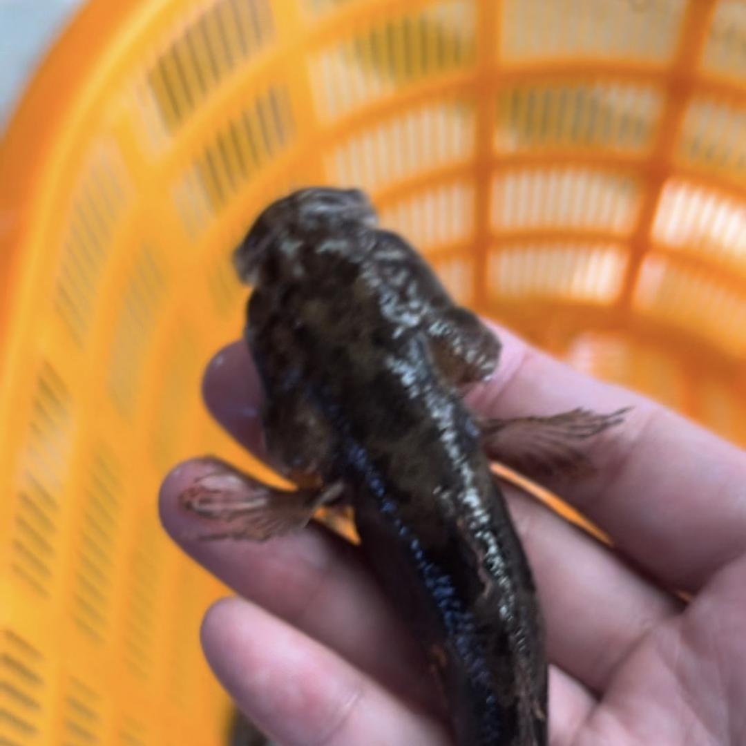 沙塘鳢虎头鲨基地小店