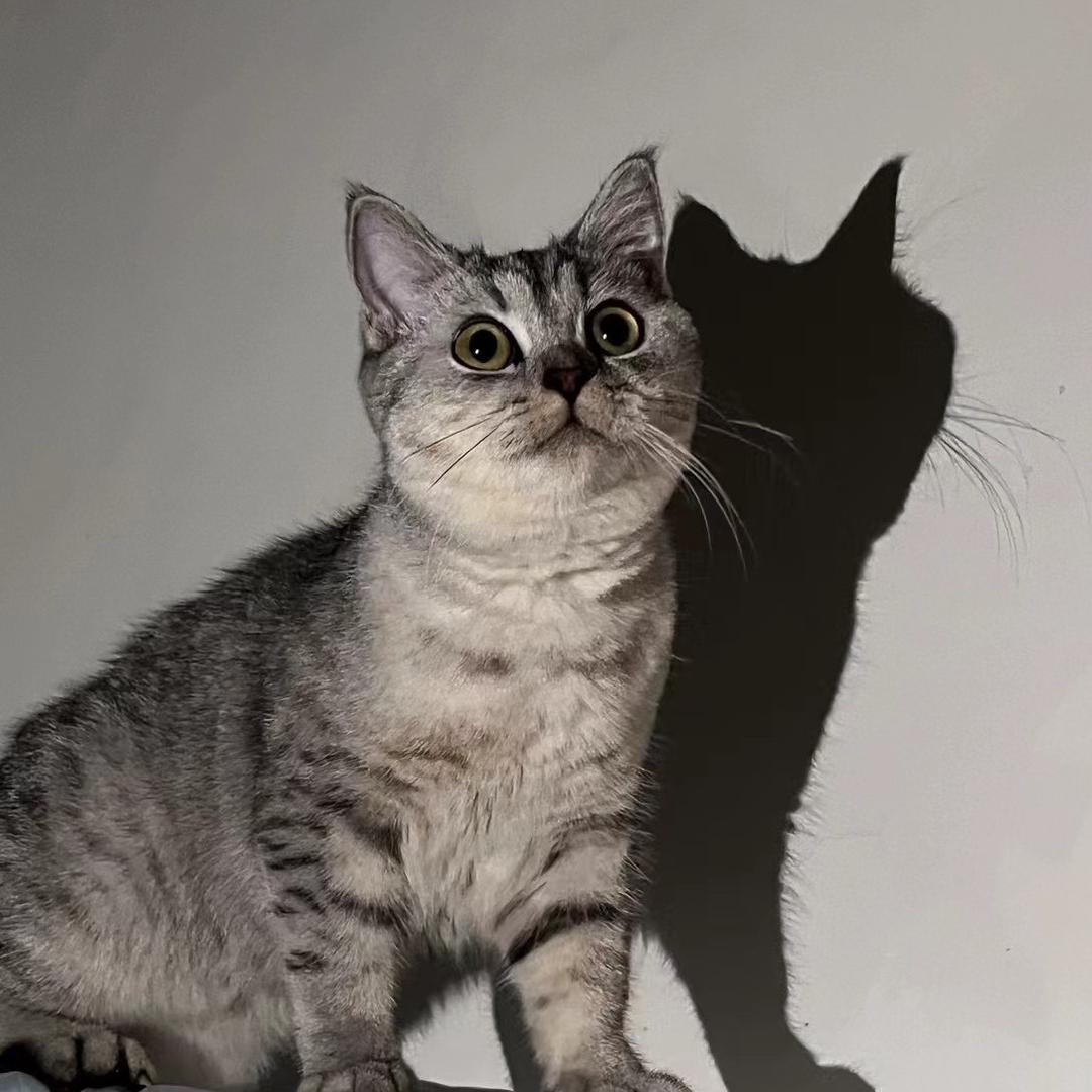 毛孩子🐱成长日记
