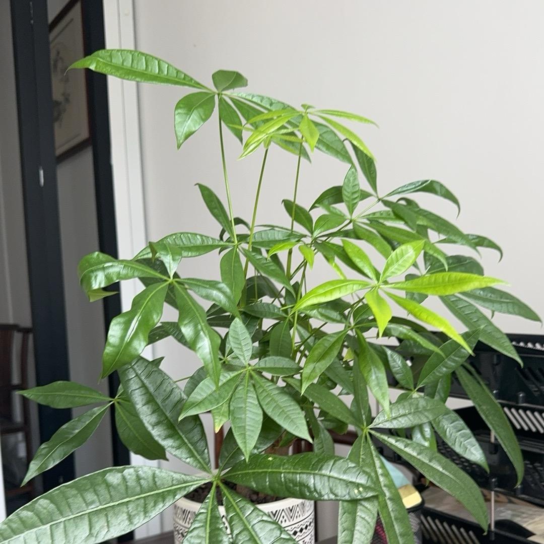 憧憬