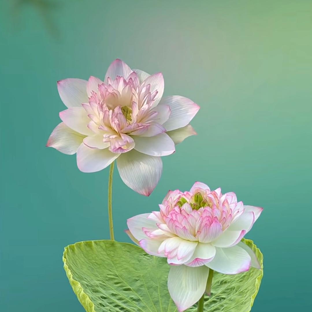 YOPENG洗护清洁旗舰店