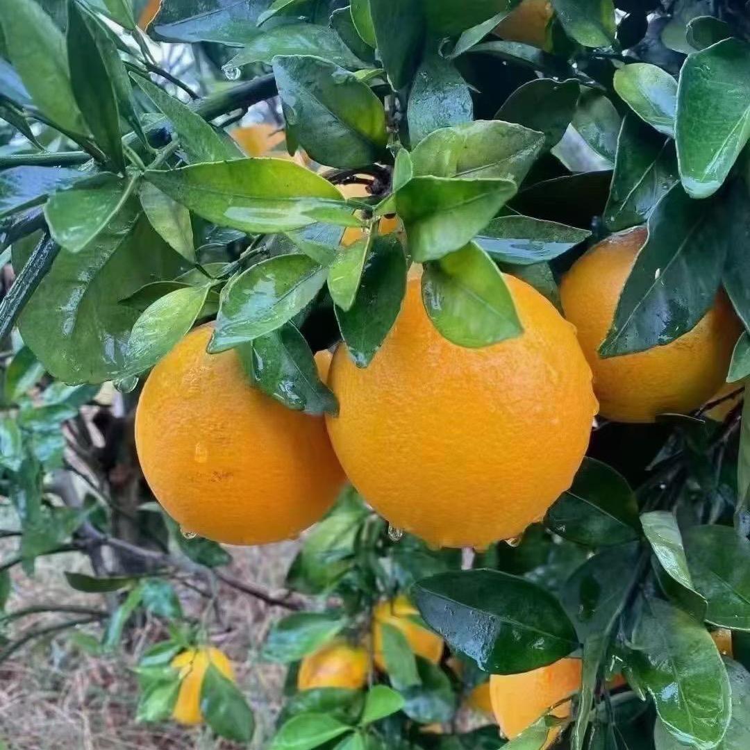赣南脐橙苗橙小小