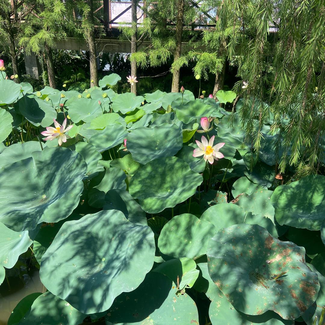 爱吃香菜