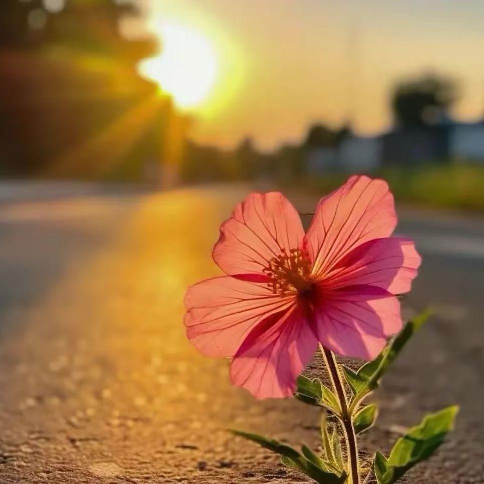 卖房子的小姐姐🍉