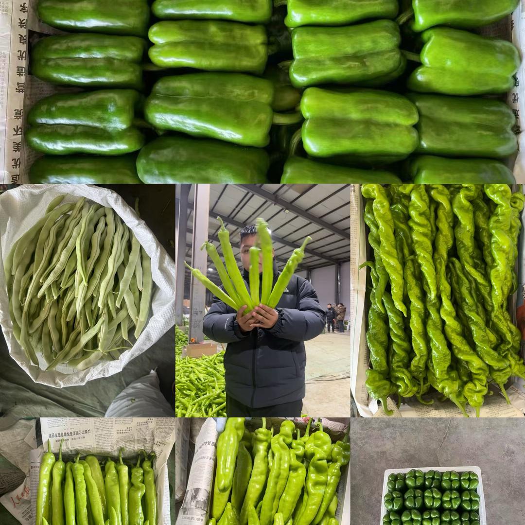 杨伟菜业🥬辽宁产地代收