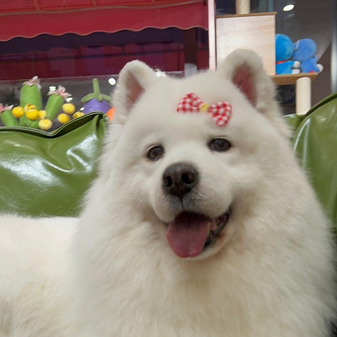 猫狗王宠物天地