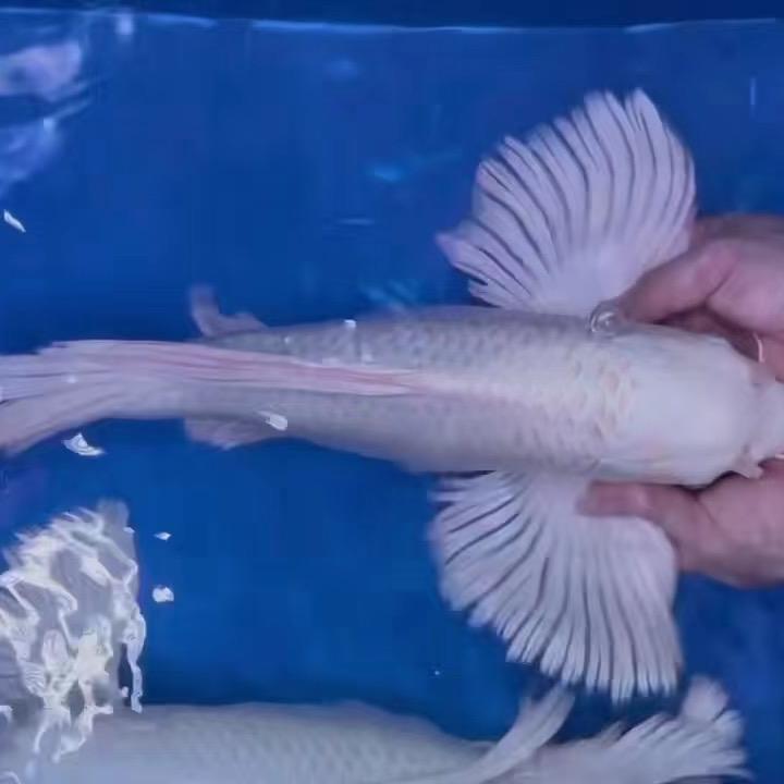 龙龙水族