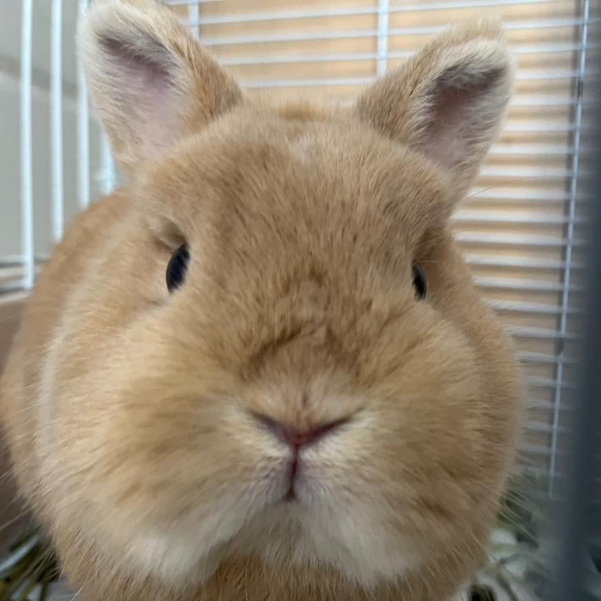 鸡哥萌宠