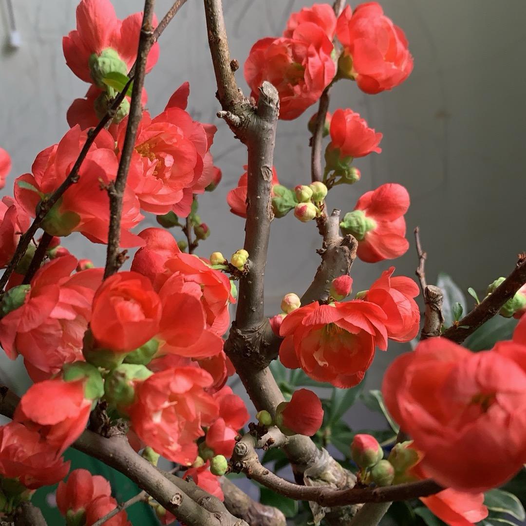 月圆花好