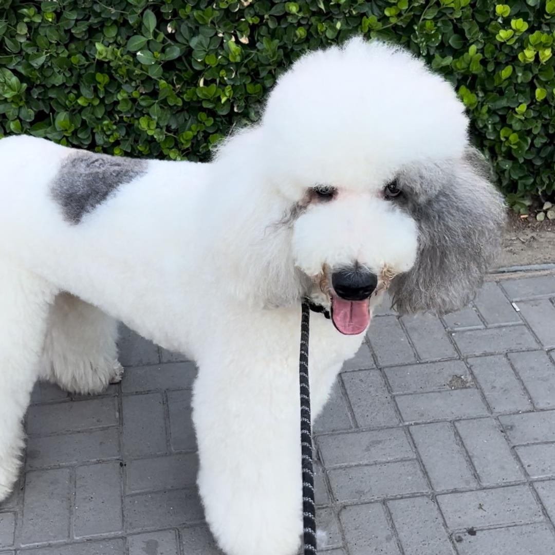 起点贵宾cockapoo ㄟ  帥  ེ