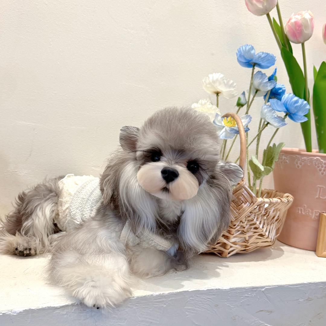 嘉滨 Bin.雪纳瑞