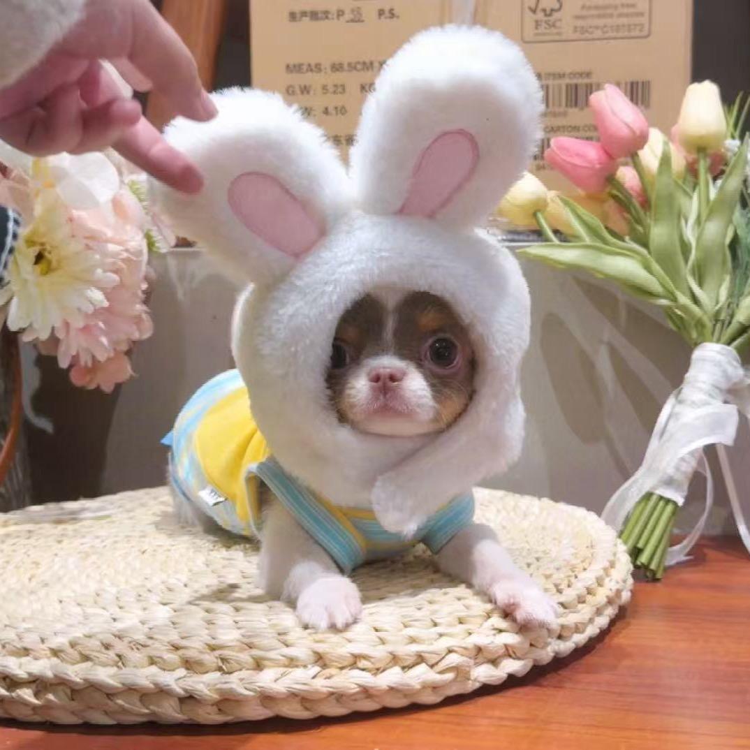 江苏镇江市淳淳儿吉娃娃