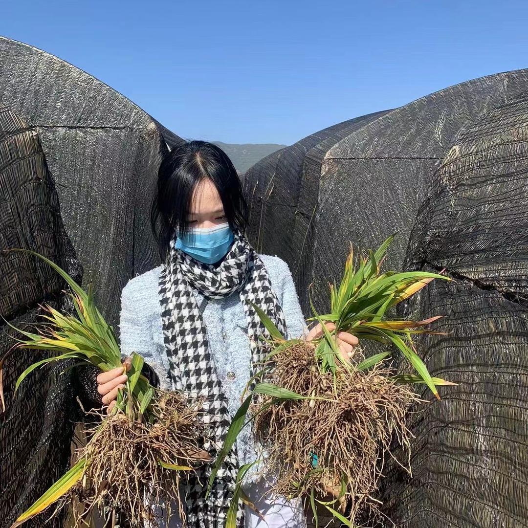 药材苗🌾（黄精）