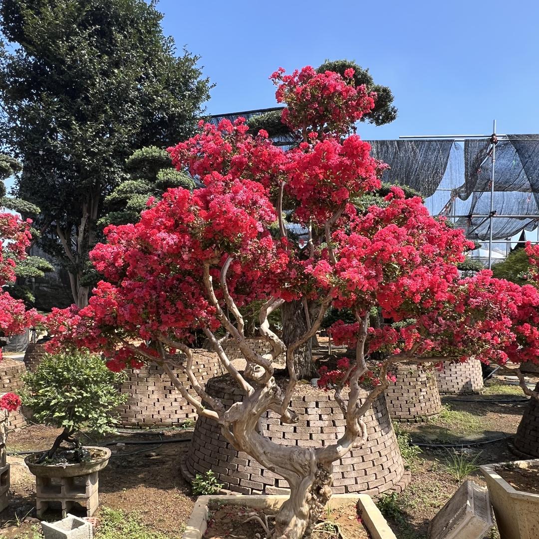 恩典之门景观树