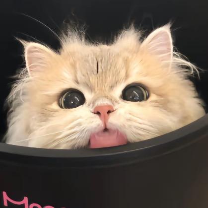 猫猫🐱头.