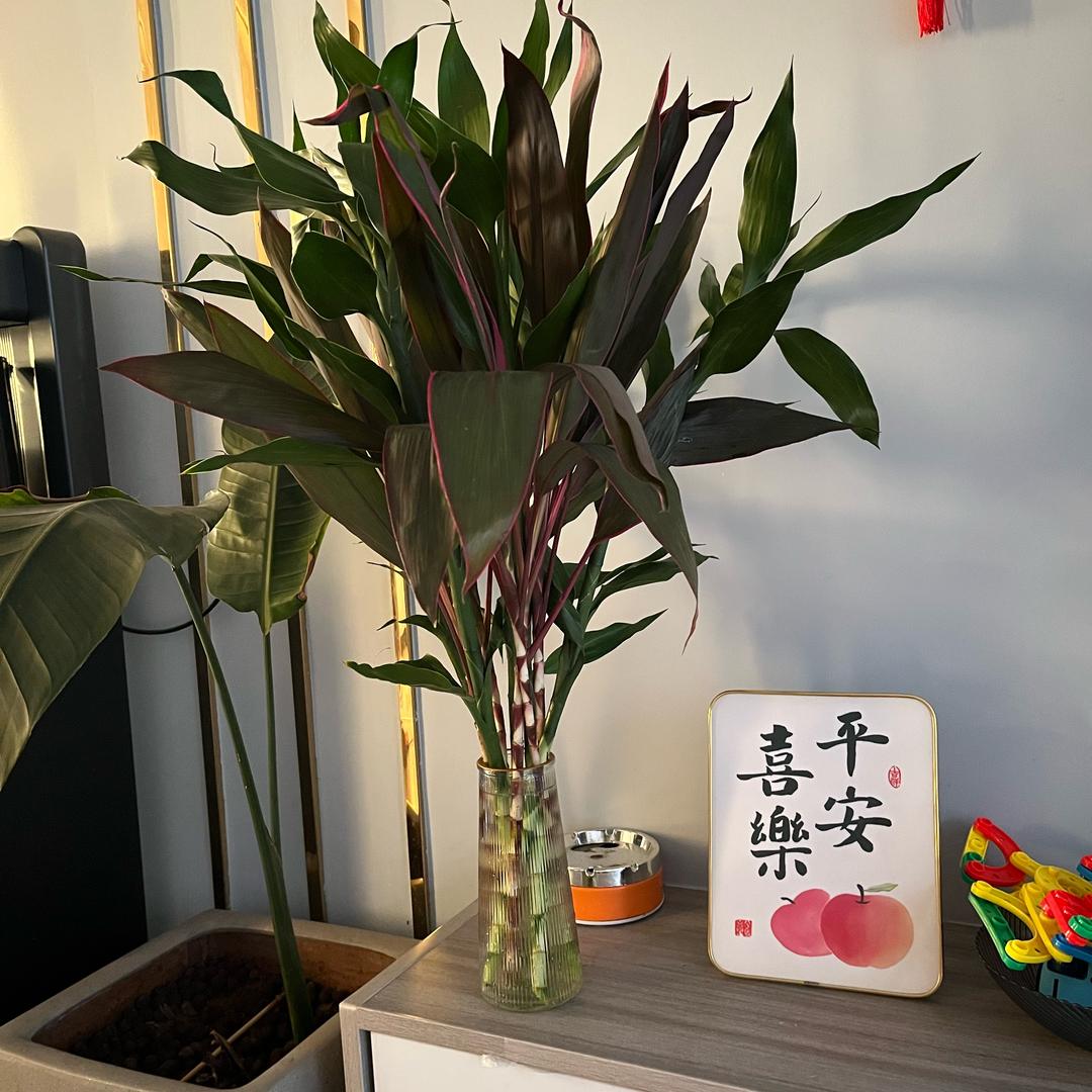 一只幸运的🐷💕