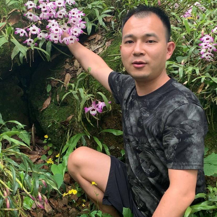 伟伟石斛花卉