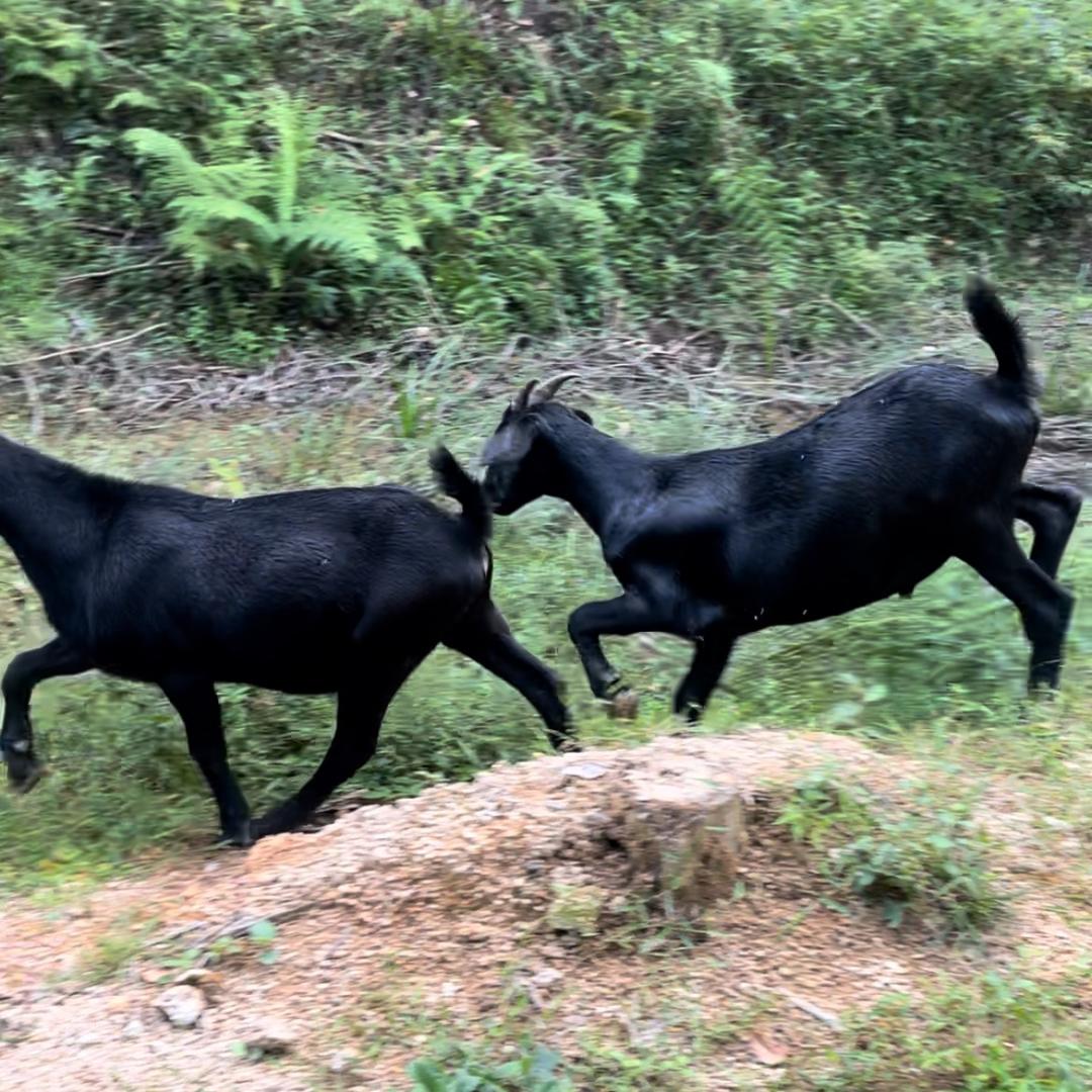 清远生态黑山羊