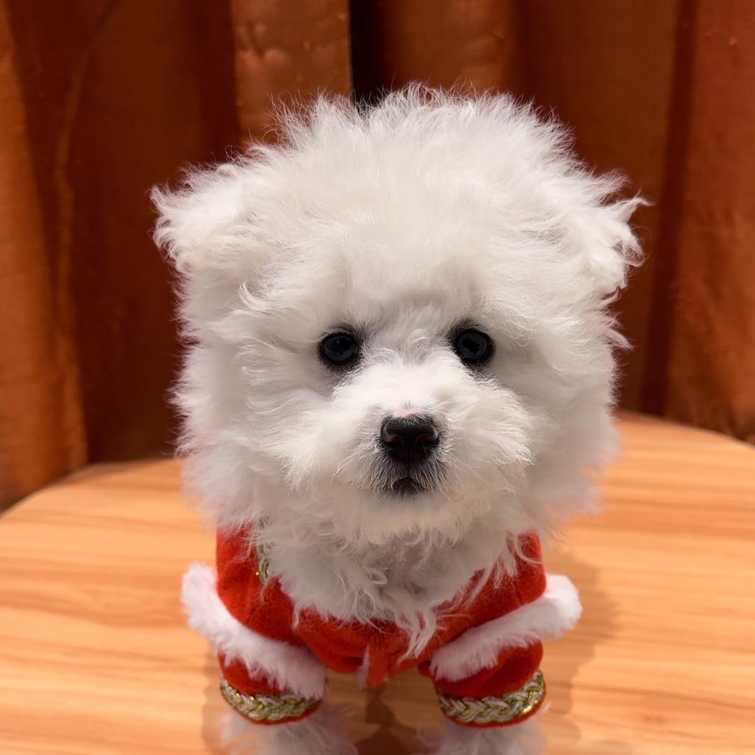 球球是只小比熊