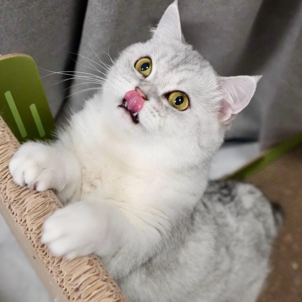 倔犟的驴害群的马替罪的羊墙头的草愚蠢的你