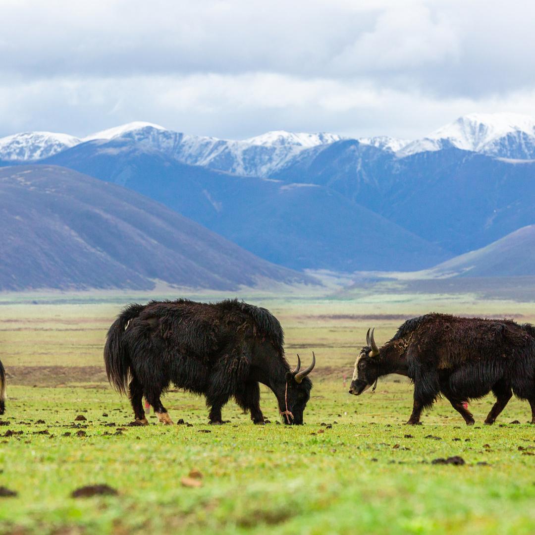 鲜水金臻选牛肉