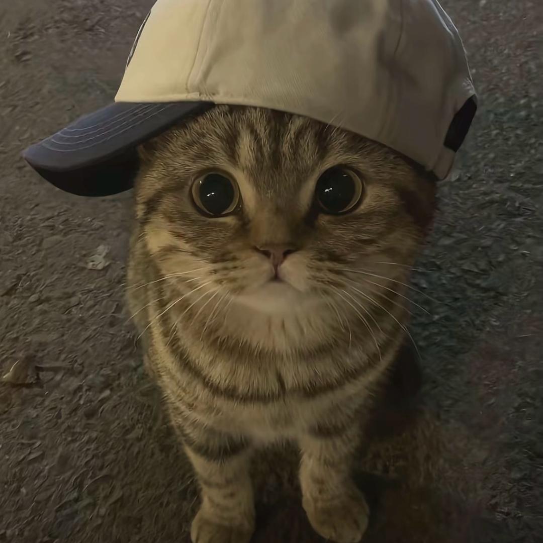 Mini多肉☻