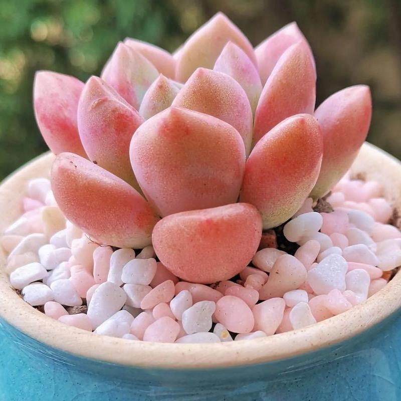 花沐雨多肉园艺