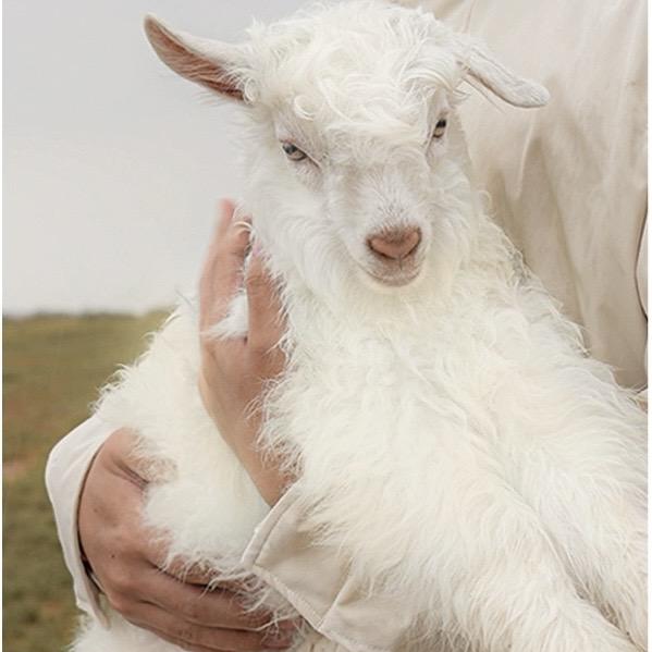 精选羊毛羊绒围巾馆