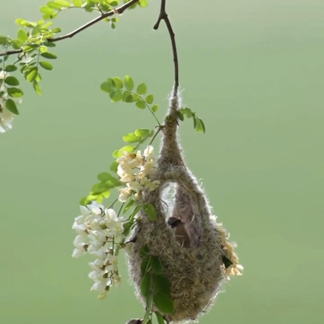 琢玉