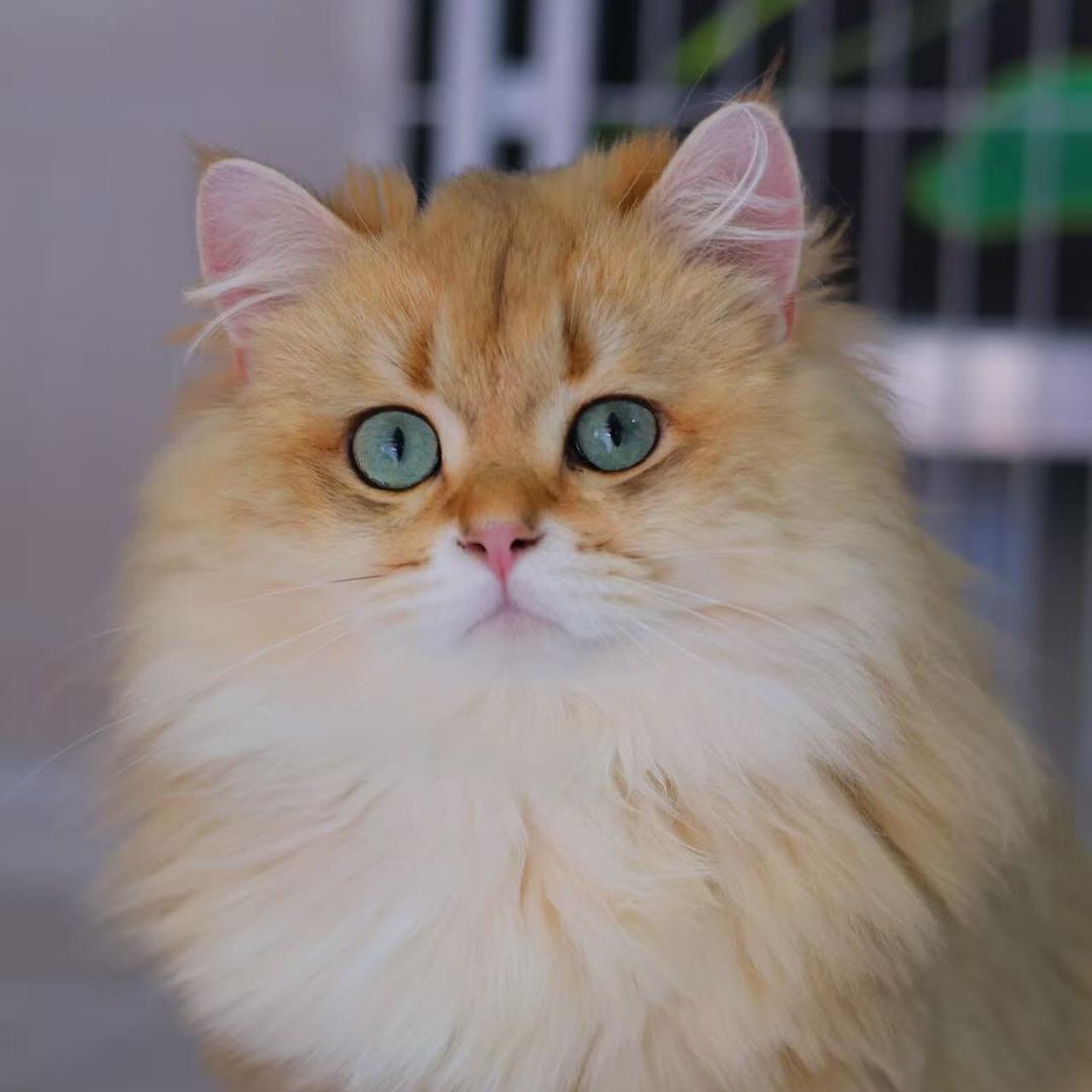 超哥养猫