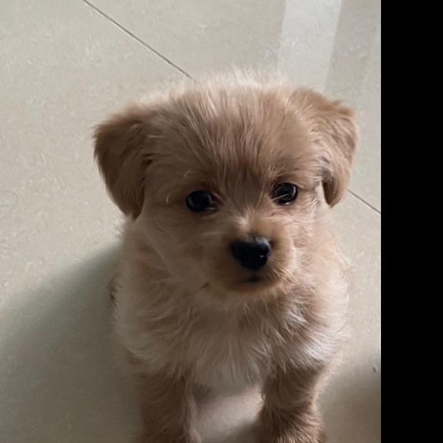 April狗子与海