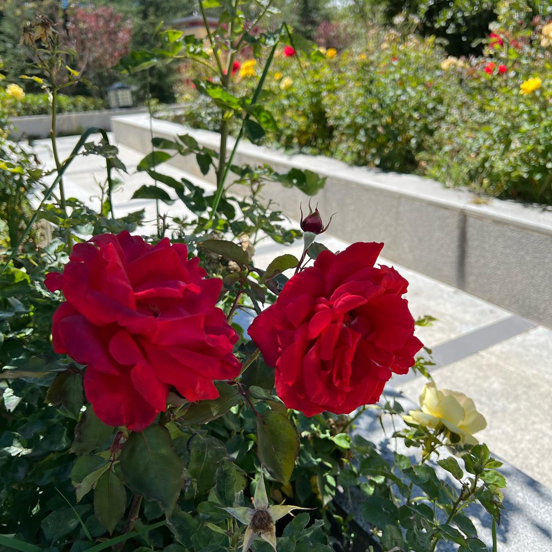 🌺❤️🌹