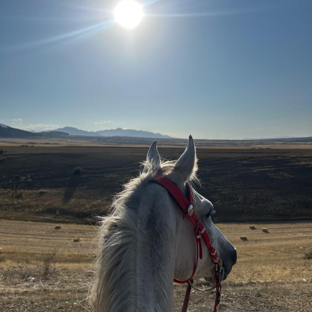 抚州市马匪马术俱乐部官方号