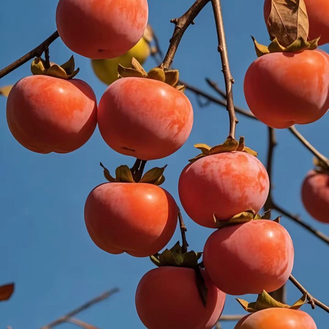 蜜橘开园啦