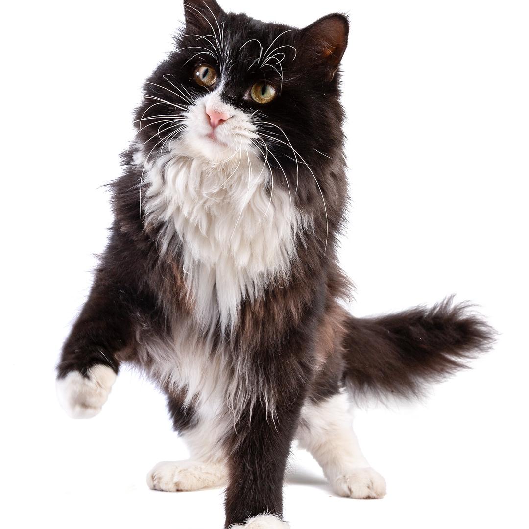 和奥利奥的幸福生活