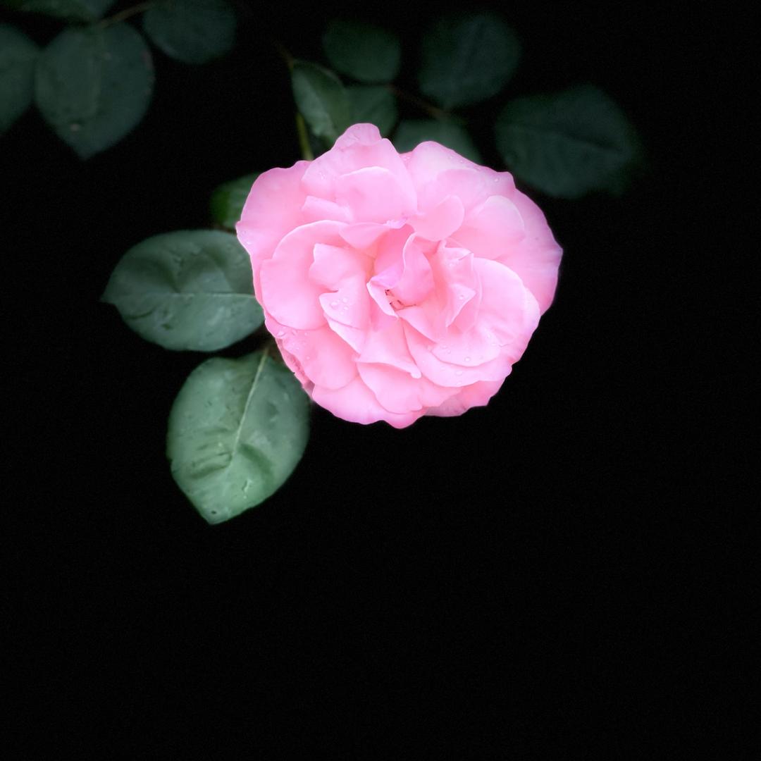 蔷薇🎤（首播16:15分）