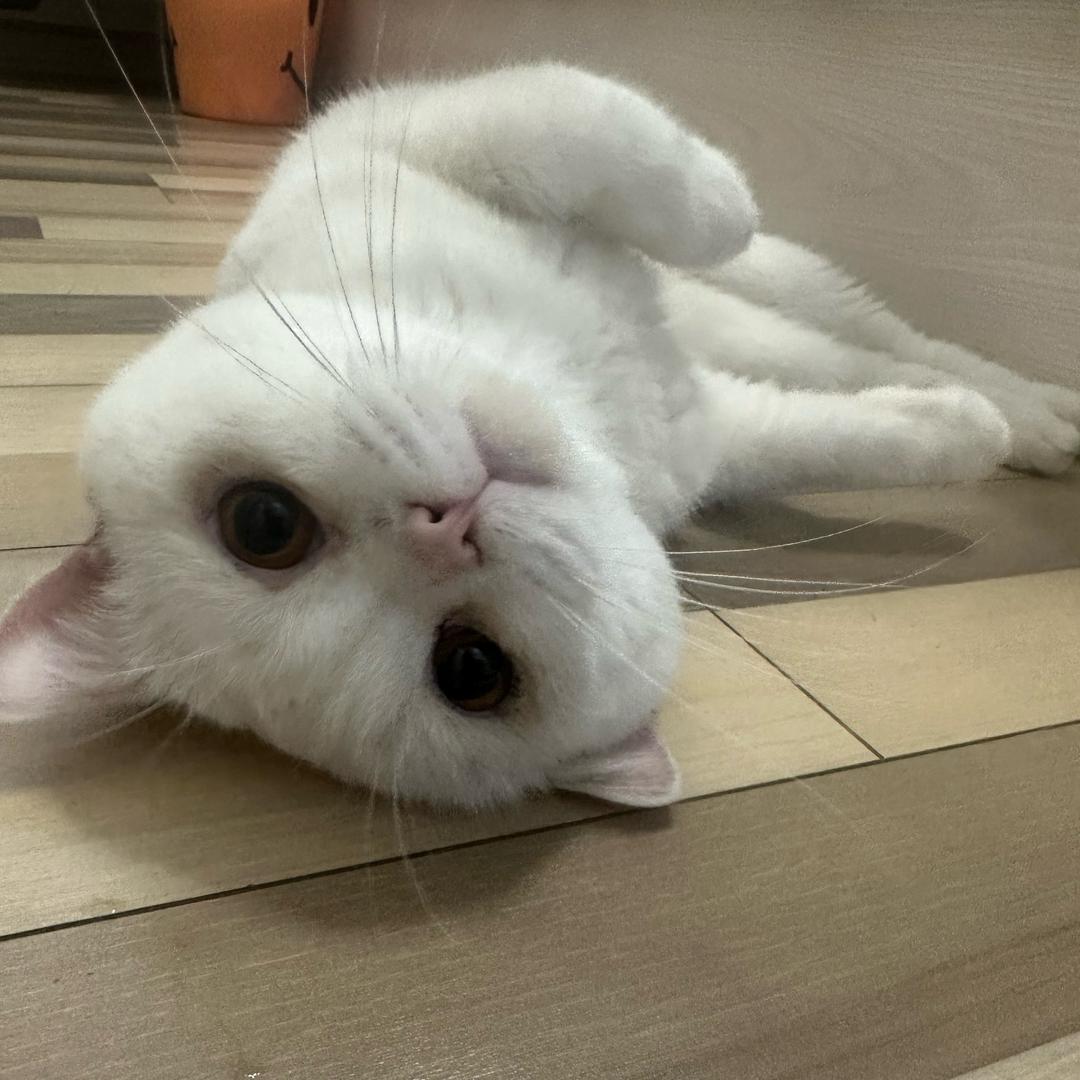 aoki
