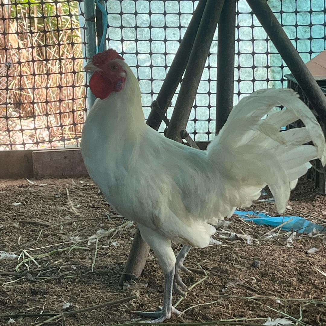 鹊-鹊-鹊实上头