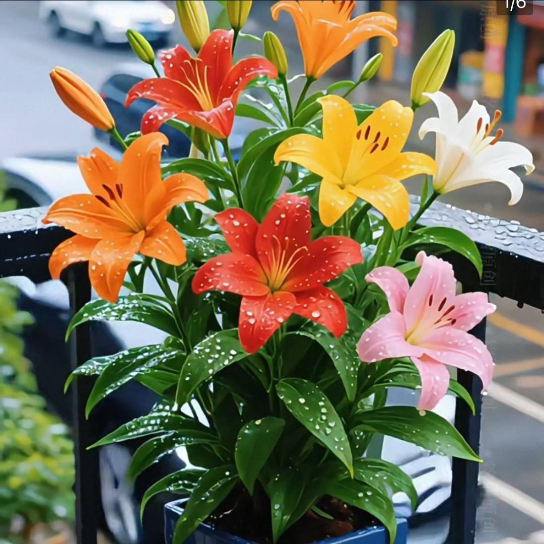 花之香园艺