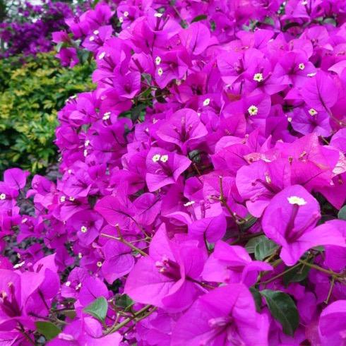 花之财三角梅