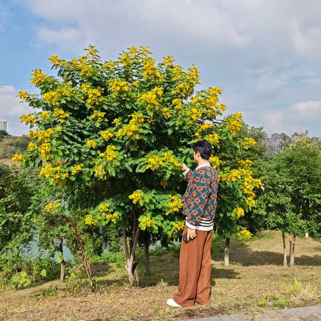 元素周期表（Fe）