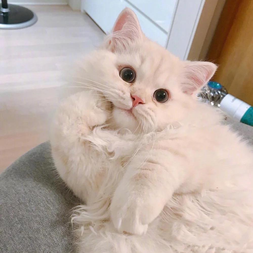 肠肠公主