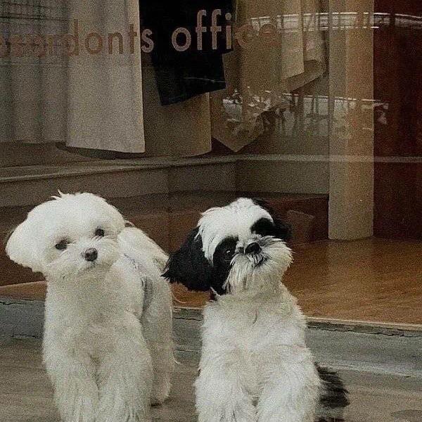 跨境大表姐-佐伊