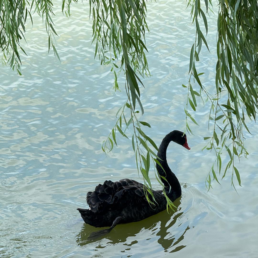 虫儿
